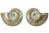 Cut & Polished, Agatized Ammonite Fossil - Madagascar #317707-1